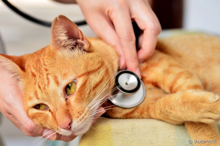 A idade do gato tem relação com as doenças que podem afetá-lo
