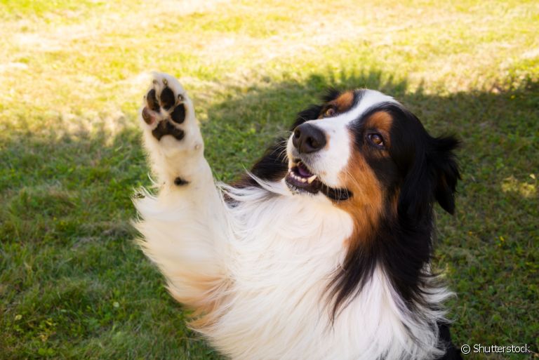 Praticamente todas as ações de um cachorro têm um significado por trás