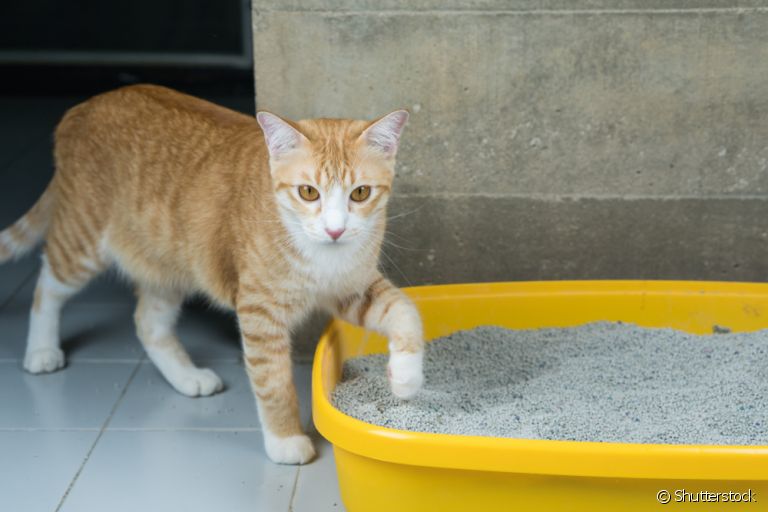 Como fazer gato usar caixa de areia quando ele se recusa a utilizar o acessório?