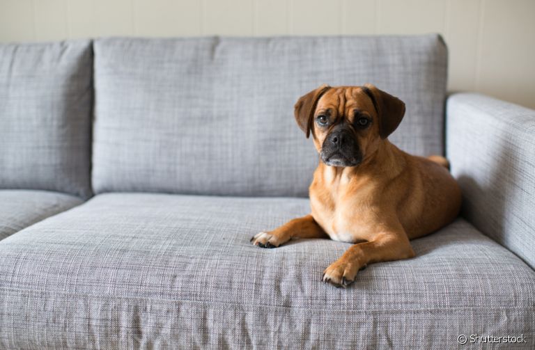 O cachorro com fraqueza nas patas traseiras pode ser um sinal de miastenia gravis em cães. Saiba mais 