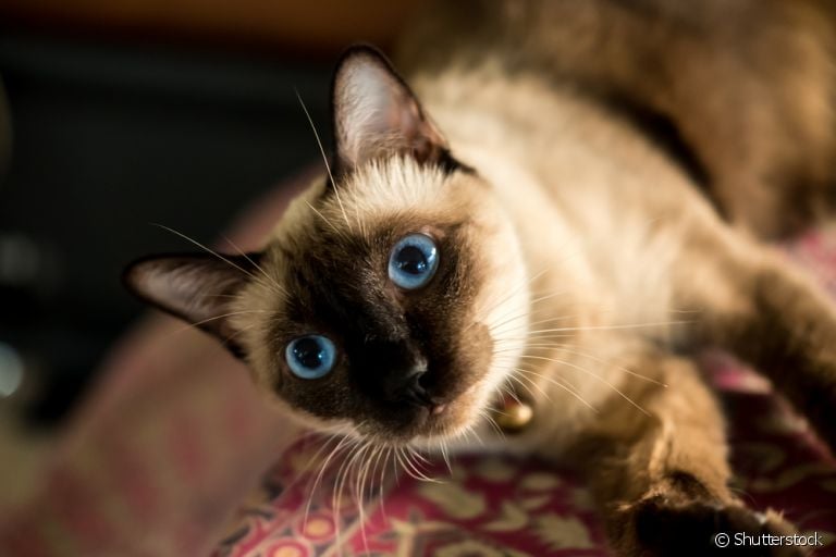 Nomes para gatos siamês: ainda não sabe como chamar seu felino? Veja nossa lista com 100 opções!