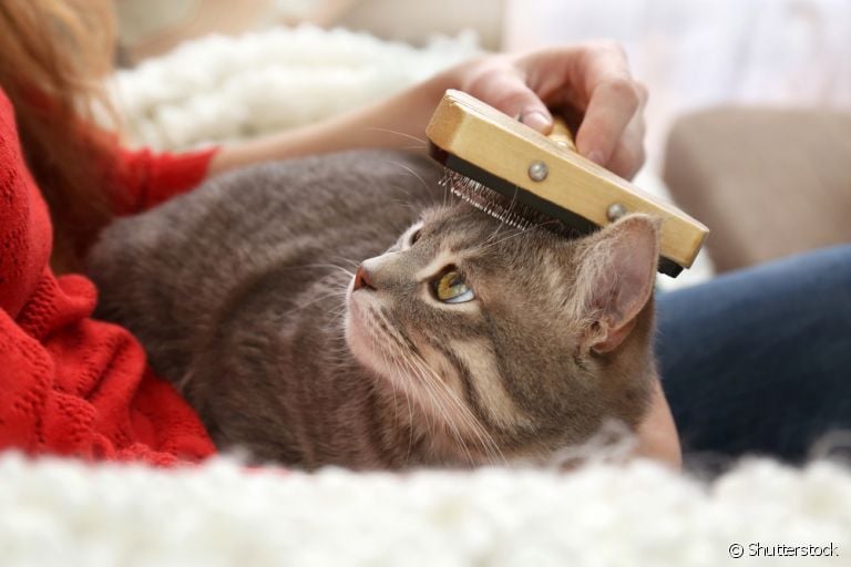 Descubra como tirar pelo de gato do sofá e dos outros lugares da casa