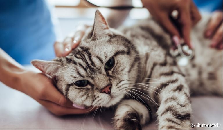 A pneumonia em gatos pode ter várias causas e evolui rapidamente se não for tratada