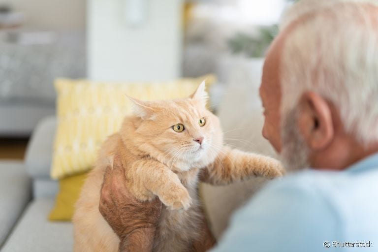 Gatos e idosos podem ter uma maravilhosa relação. Confira as melhores raças para fazer companhia para os mais velhinhos!