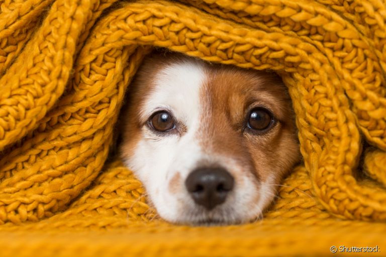 Algumas doenças de cachorro são mais comuns ou se agravam durante a época do inverno