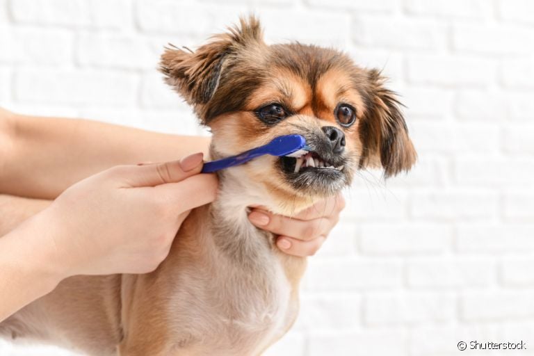 Pasta de dente para cachorro: descubra qual é a melhor opção para cuidar da saúde bucal dos cães