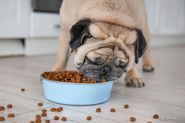 Além de escolher a melhor ração para cachorro, também é importante tomar outros cuidados com a alimentação dos cães