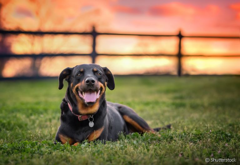O cachorro Rottweiler é um ótimo cãozinho para se ter em casa, mas precisa de alguns cuidados especiais