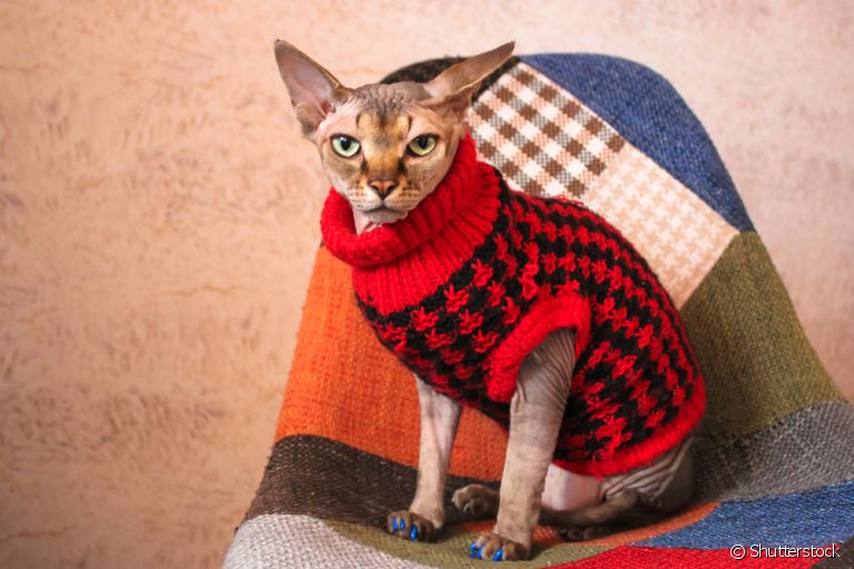 Roupa de frio para gato: moletom e casacos ajudam a manter o pet quentinho