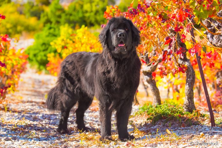 A raça de cachorro Terra Nova tem tudo para conquistar o seu coração. Saiba mais sobre o cãozinho
