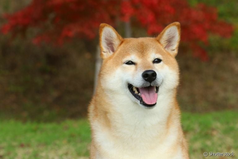 O Shiba Inu carrega uma história com várias curiosidades. Saiba mais!