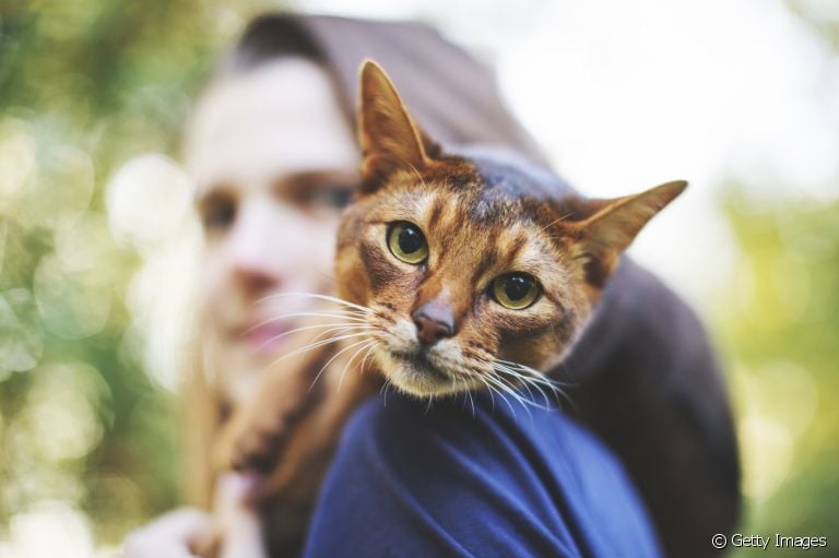 Nome para gatos: personagens de séries e filmes, divas do pop e músicos que marcaram época são ótimas inspirações