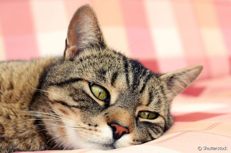 A infecção urinária em gatos pode ser prevenida com alguns cuidados