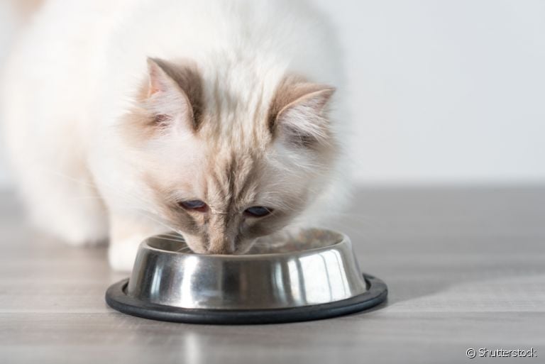 Alguns hábitos na alimentação do gato podem trazer problemas de saúde. Saiba quais são eles!