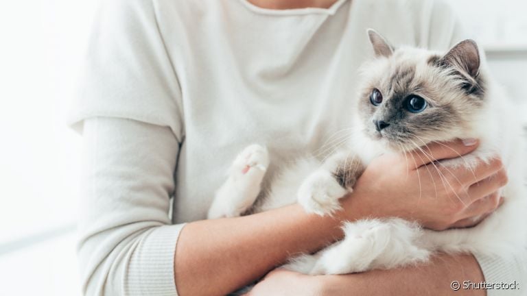 Boca, orelha, patas de gato... Saiba as partes do corpo do felino que merecem atenção!