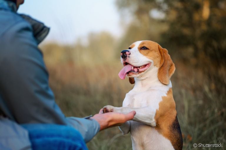 Os truques para cachorro são ótimos para estreitar laços entre o cão e o tutor