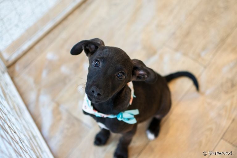 O cachorro vira-lata preto vai te surpreender!