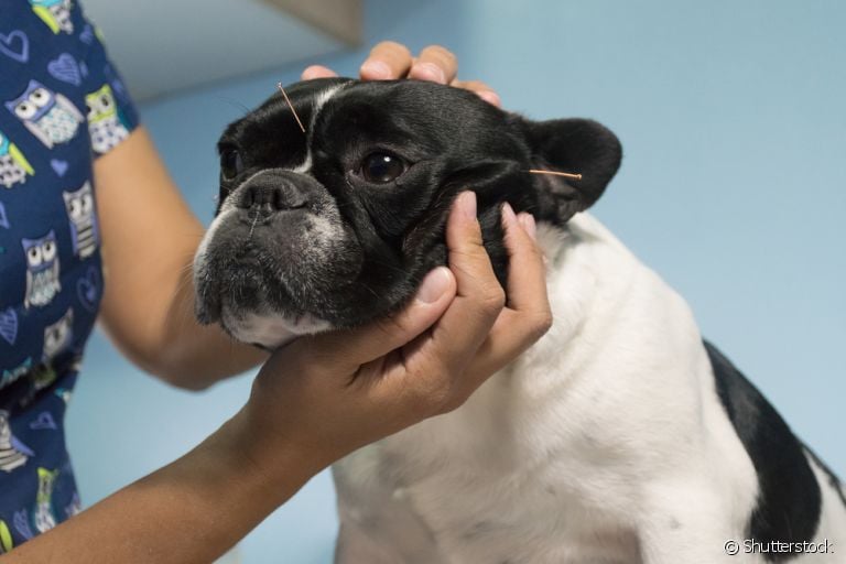 A acupuntura veterinária é uma terapia alternativa que traz diversos benefícios à saúde do cachorro