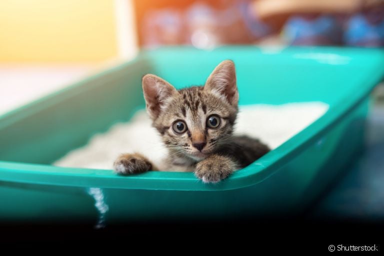 A caixa de areia para gatos é um item obrigatório para se ter em casa. Veja outros produtos indispensáveis