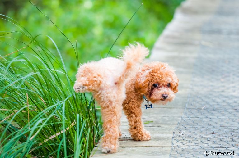 O sistema urinário dos cães é repleto de curiosidades e funções importantes para o organismo