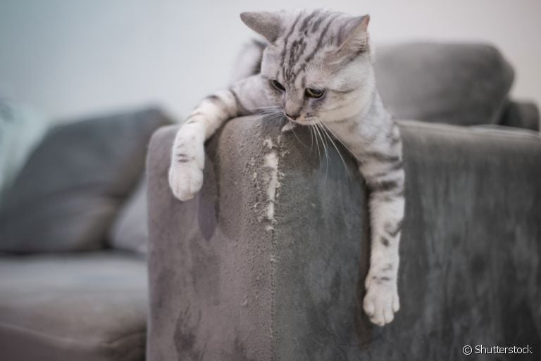 O arranhador de sofá impede que o móvel seja alvo das unhas do gato