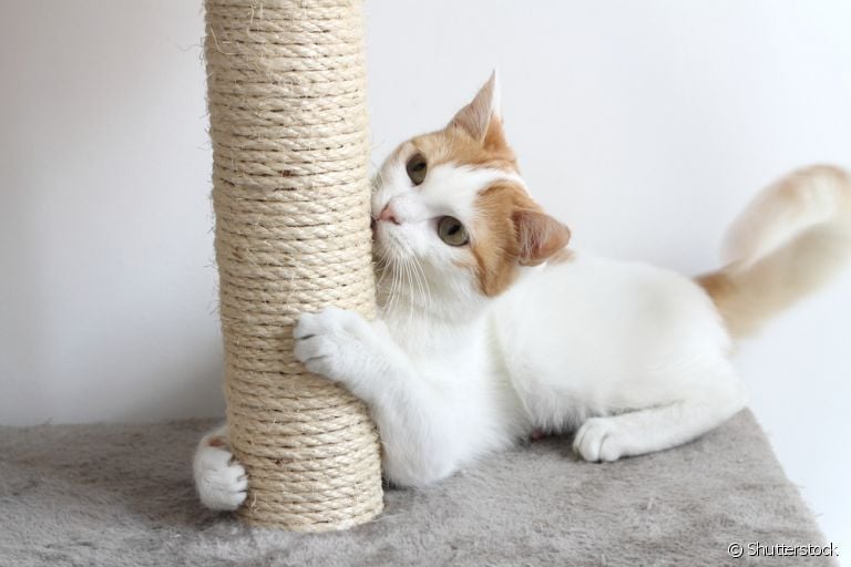 Existem diferentes arranhadores para gatos, como o modelo de papelão e o tradicional, normalmente feito com sisal