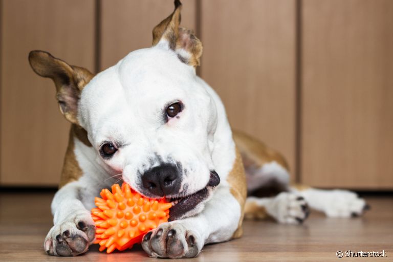 Entenda o fascínio dos cães pelos brinquedo que fazem barulho