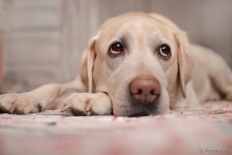 Diarreia em cachorro com sangue pode ser um sintoma de várias doenças
