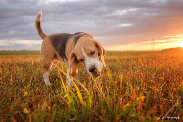 O cachorro comendo capim e grama é mais comum do que você imagina
