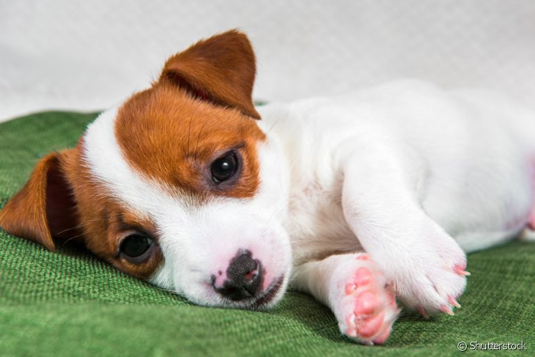 O cachorro intoxicado por chumbo pode ter sérios problemas de saúde. Saiba mais