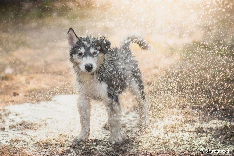 O cachorro na chuva precisa de alguns cuidados importantes. Saiba quais são eles