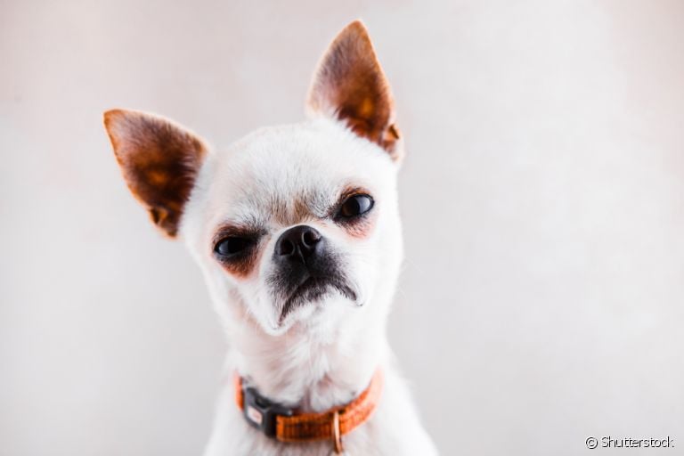 Será que o cachorro resmungando é sinônimo de algum problema comportamental?