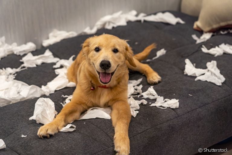O cachorro teimoso e desobediente gosta de viver de acordo com suas próprias regras