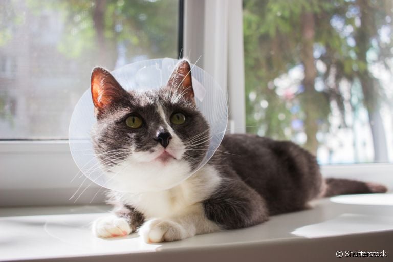  A cirurgia de castração de gato macho é simples e rápida, mas traz diversos benefícios para o animal 