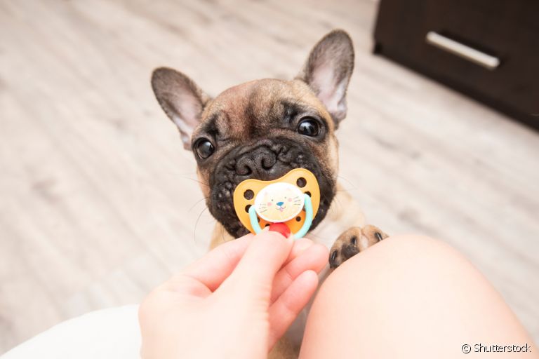 Chupeta para cachorro: entenda porquê o uso do acessório deve ser evitado