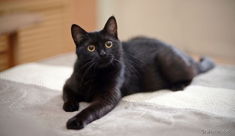 A imunidade do gato interfere em toda a sua saúde