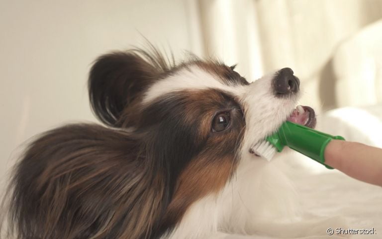 Dedeira para cachorro: saiba como funciona esse modelo de escova de dentes e como usar