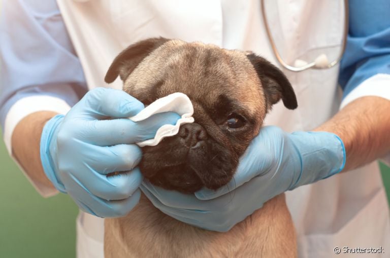 Saiba como tirar remela do olho do cachorro do jeito certo