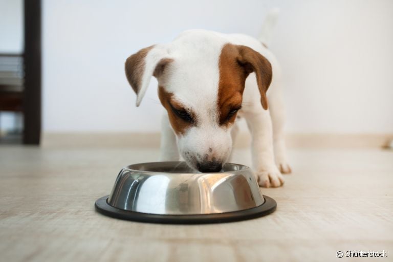 Seu cachorro come muito rápido? Veja por que investir no comedouro lento para cães