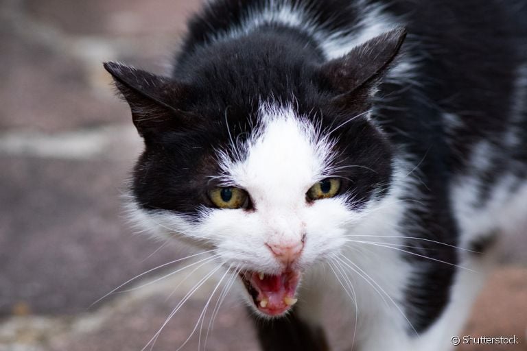 O gato arisco não cede facilmente ao contato com humanos. Saiba como fazer o resgate
