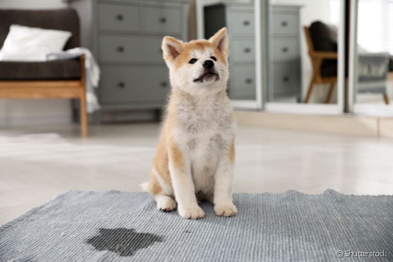 T irar cheiro de xixi de cachorro não é tão difícil quanto parece. Veja algumas opções! 
