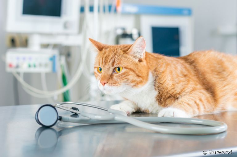 Alguns casos veterinários precisam de atendimento o mais rápido possível