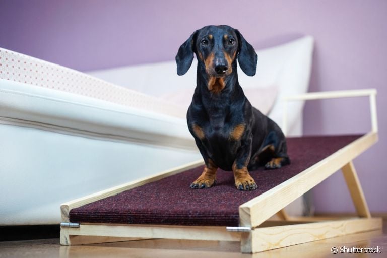A rampa ou escada para cachorro facilita a mobilidade do seu cãozinho pela casa