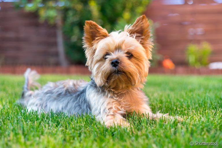 Saiba quais são as raças de cachorro de porte pequeno com grande instinto de caçador!