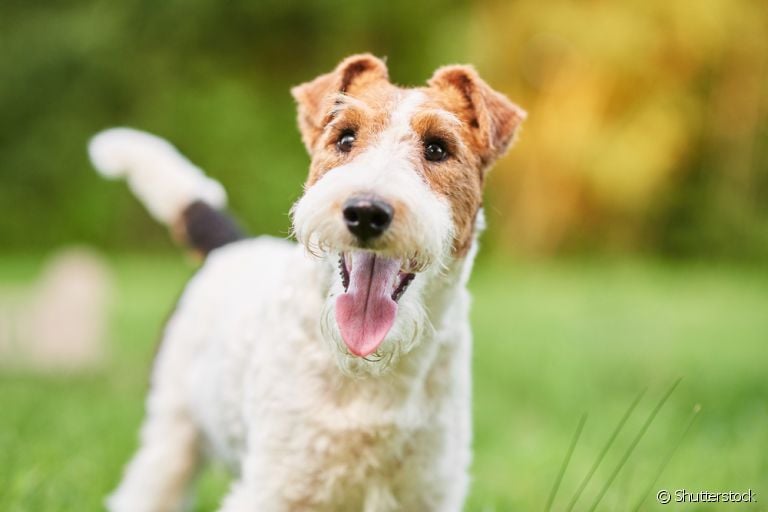 O Fox Terrier tem tudo para ganhar seu coração. Saiba mais sobre a raça