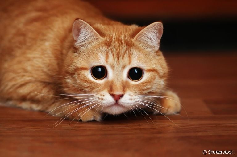 O gato assustado não é uma situação engraçada. Saiba quais objetos provocam o sentimento