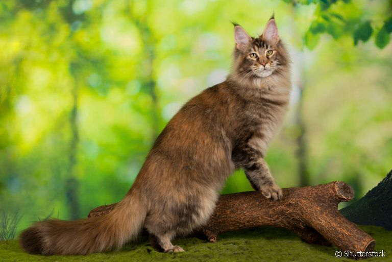 Entenda o comportamento das apaixonantes raças de gatos gigantes