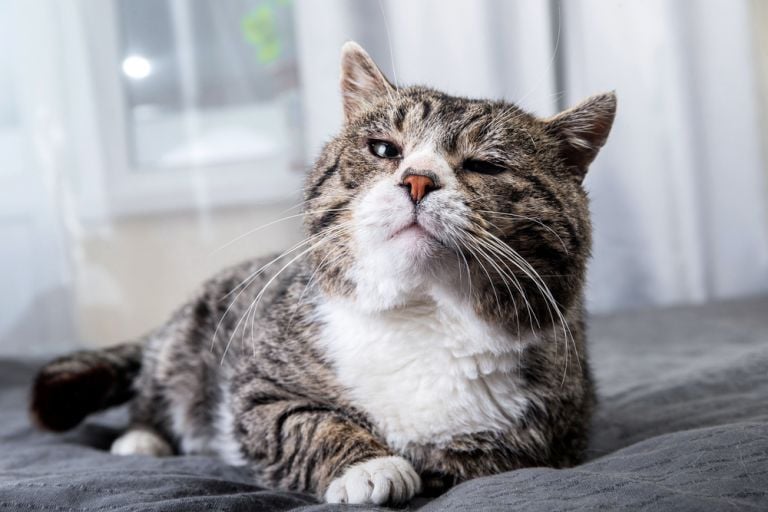 Os gatos idosos podem dar alguns sinais de que estão doentes