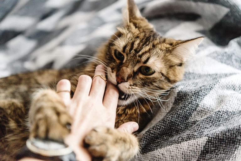 Por que os gatos mordem? Veja algumas explicações para o comportamento felino