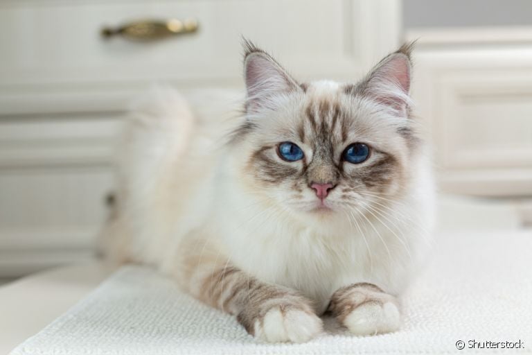 Gato com focinho achatado? Saiba mais sobre os animais braquicefálicos, como o Birmanês